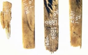 Ancient Tongan tattoo combs.