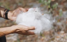 Pochote tree fibre, an ancient cotton like fibre which was used by the Zapotec indigenous communities in the pre-hispanic period