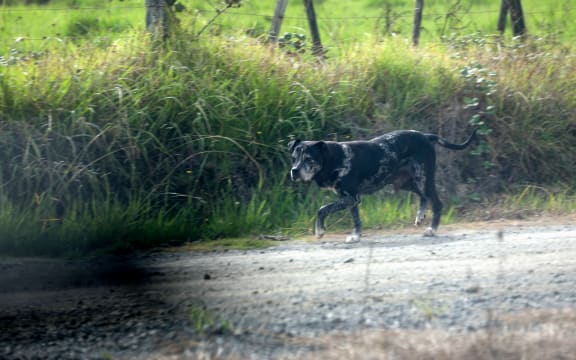A dog runs freely on the roadside in Kaihu - a small settlement north of Dargaville in Northland where a fatal dog attack has occurred - 17 February 2026. Note this dog is unrelated to the property where the attack occurred.