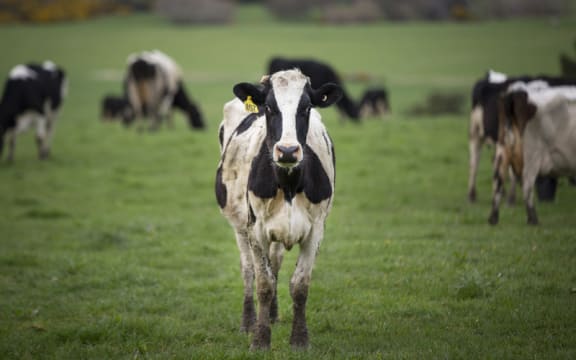 FOR WATER TAX story - Generic cow