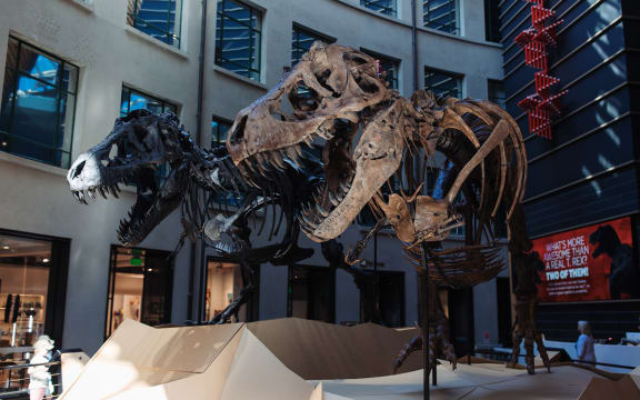 A pair of T. rex skeletons on display in the museum foyer. Their impressively toothy skulls are open as if roaring.