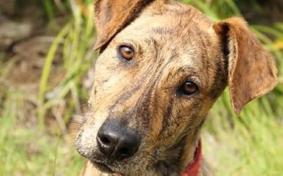 SPCA Whangarei dog - adopted out in September 2014
