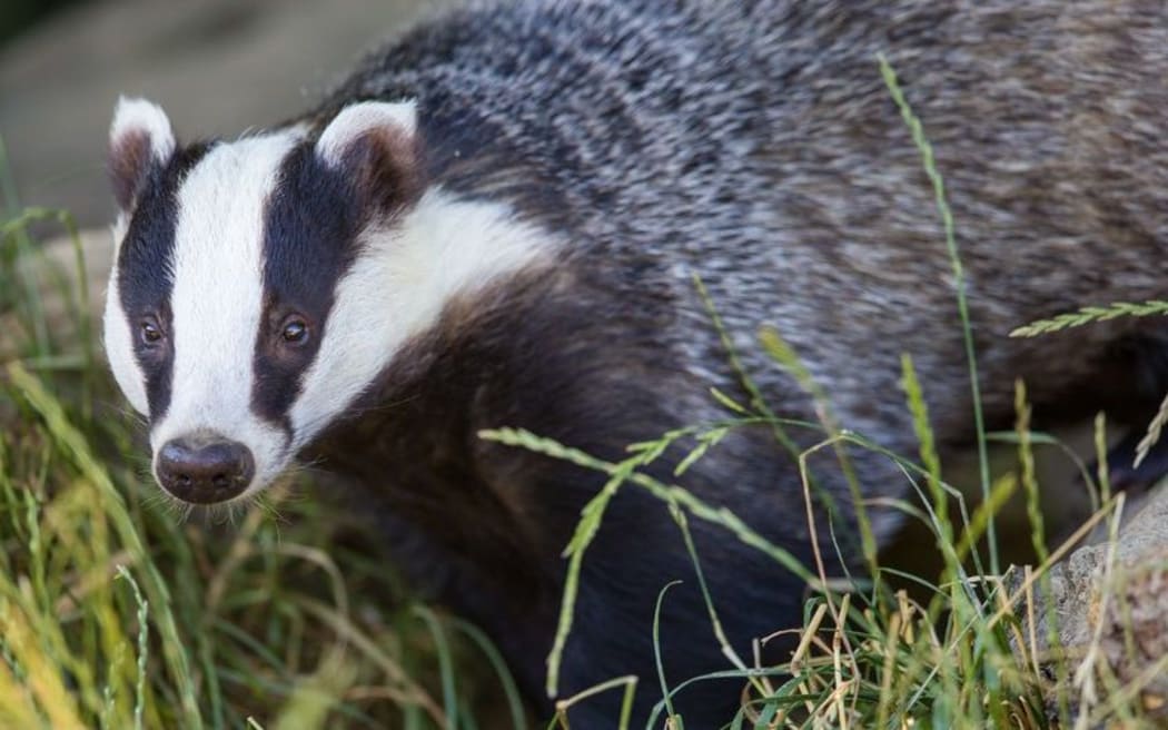 European badgers, especially males, can be aggressively territorial.