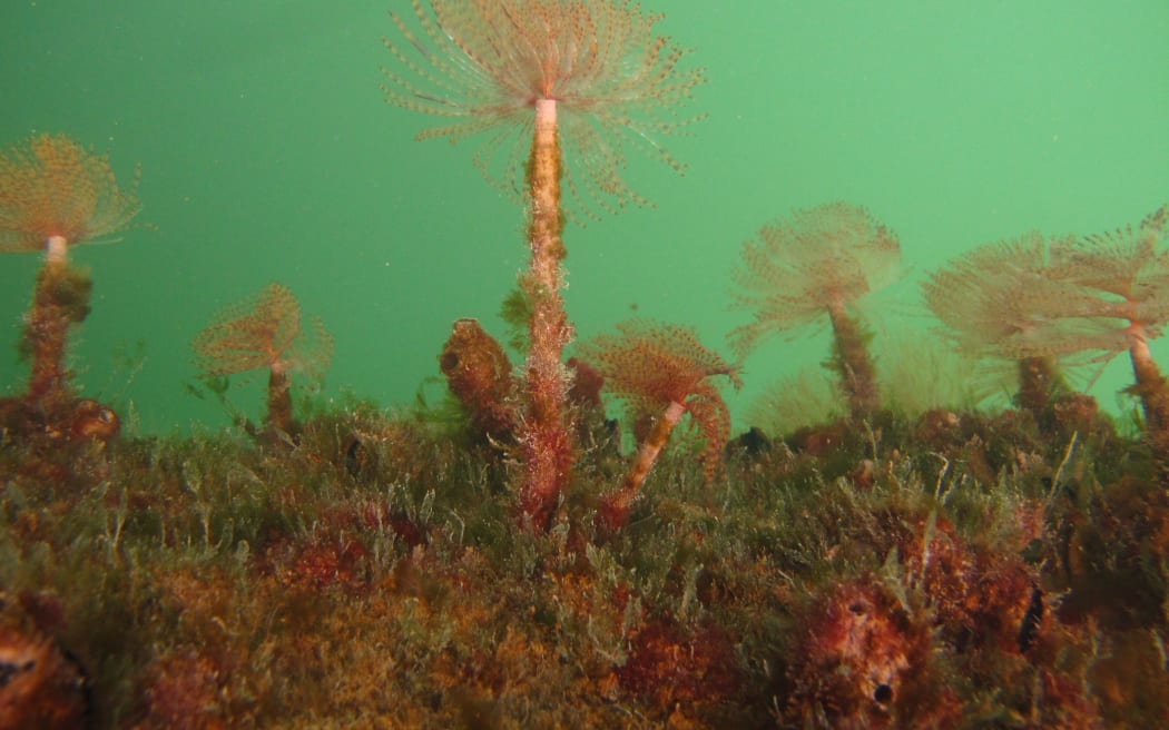 Mediterranean fanworm. Generic image