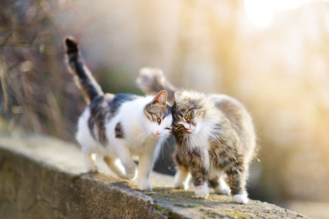 Cats. (File pic)