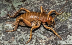 Tu Ao Wharepapa / Mt Arthur giant wētā