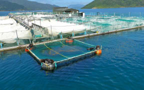 One of King Salmon's farms in Tory Strait.