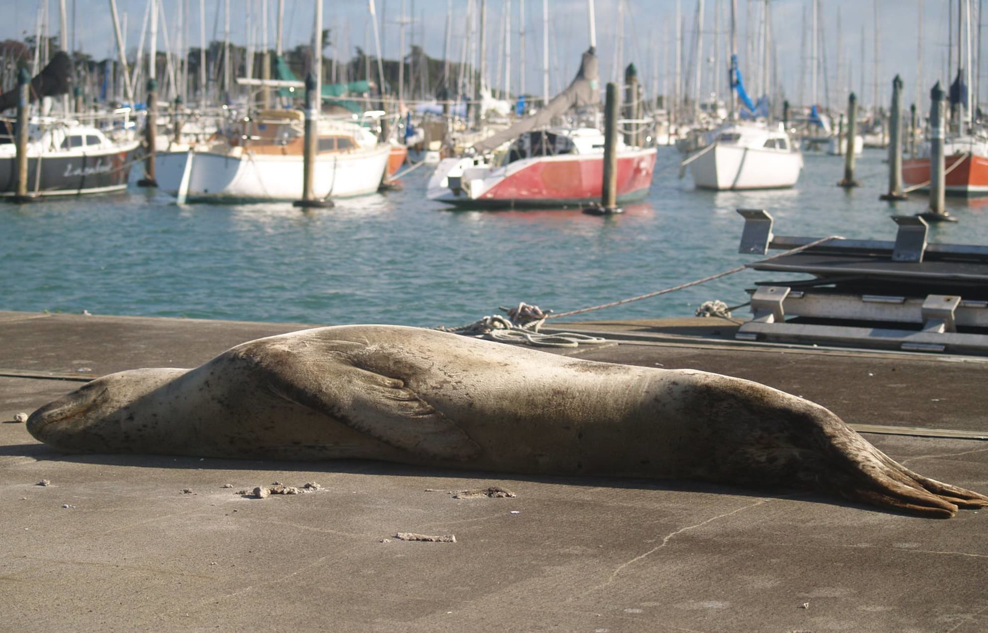 A female leopard seal has been spotted in Auckland's Westhaven Marina on and off for months.