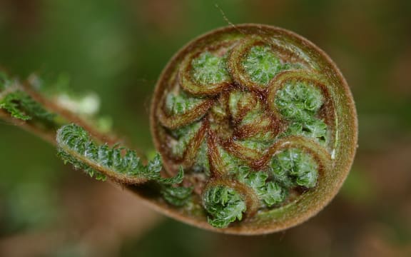 Koru unfurling