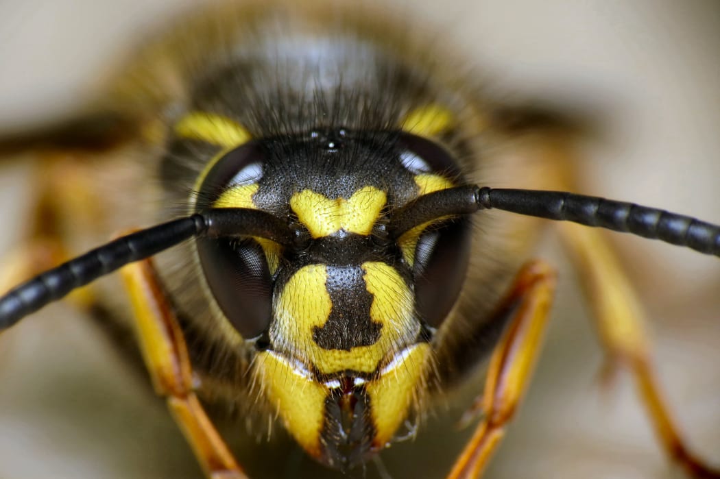 Wasps cost New Zealand millions of dollars a year in agricultural losses and ecological damage.