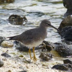 Photo for Wandering tattler