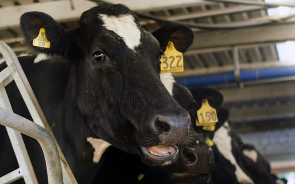 Dairy cows in a milking shed in New Zealand.