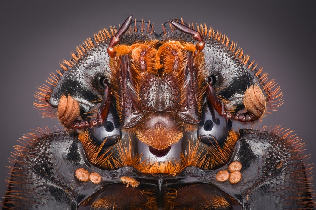 Extreme close-up of a dung beetle