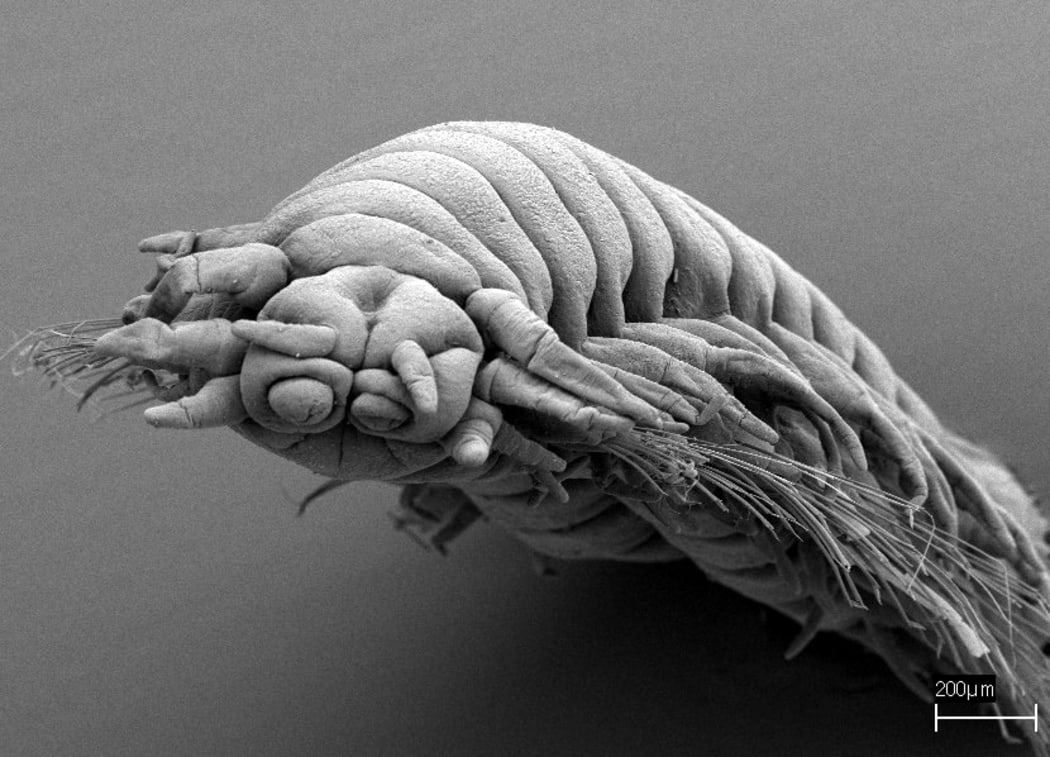 Freshwater Bristle Worm