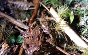 Archey's frogs are very small. A large frog like this might weigh a bit more than 4 grams, while young ones can weigh in at just 0.1 gram.