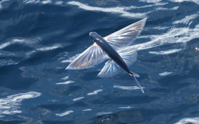 Australasian flying fish