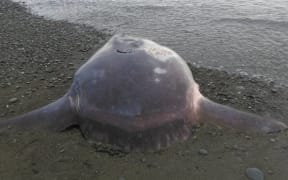 Rear view of sunfish found on Pareora Beach