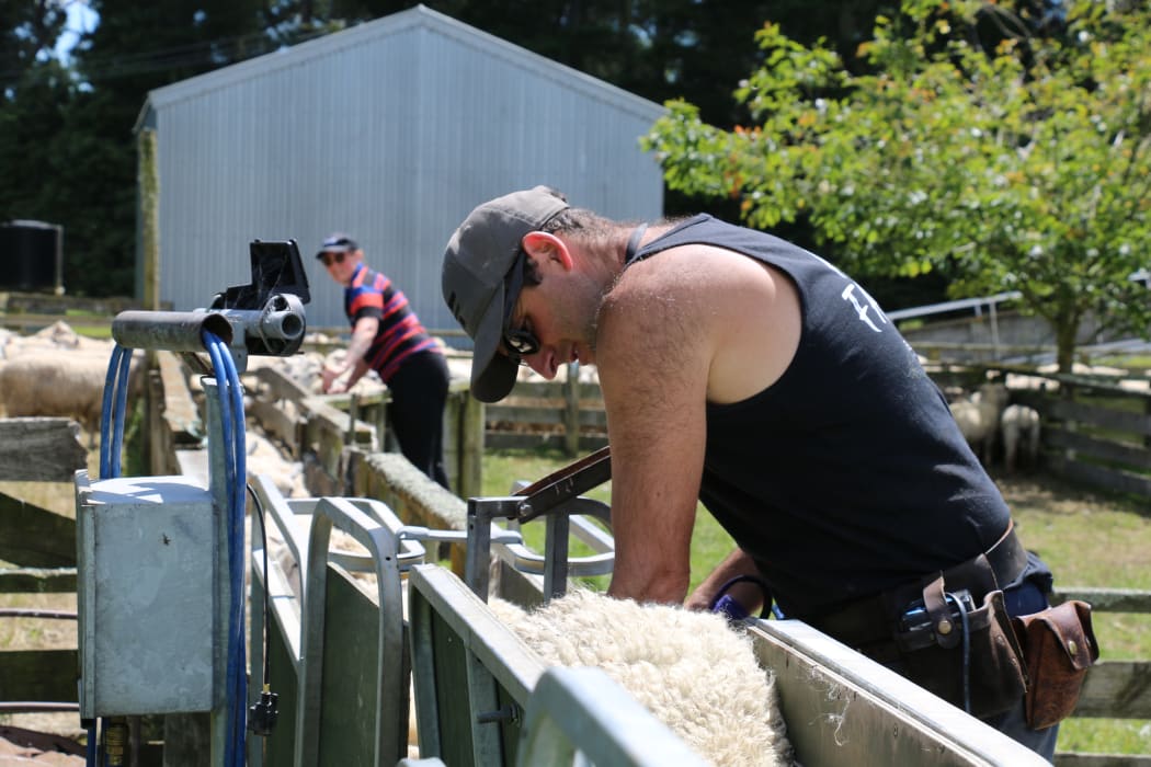 Dagging ewes