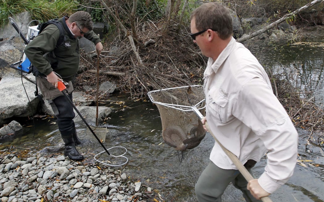 Fish & Game rescue a long-finned eel from the Ashley River.