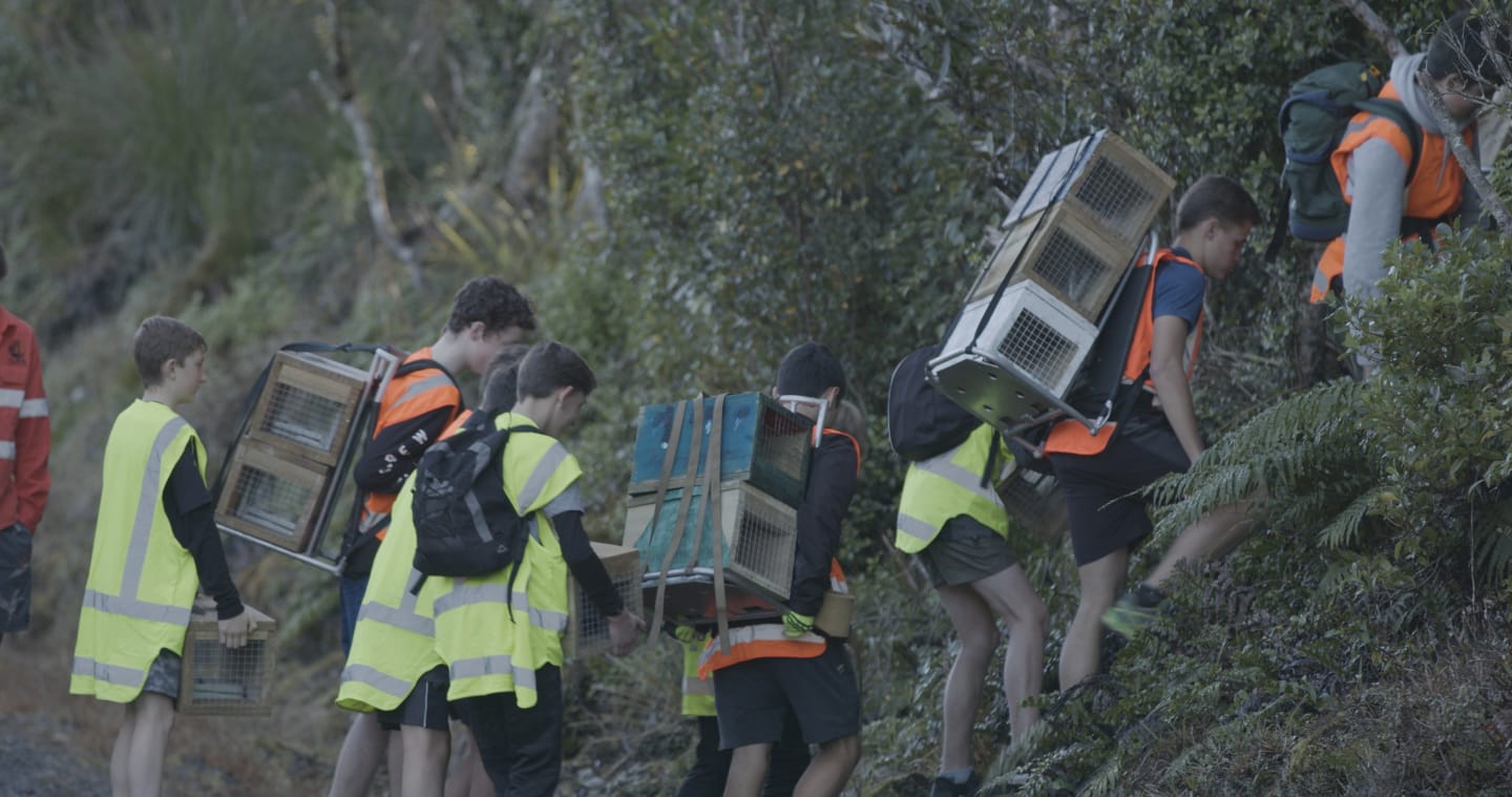 Students from New Plymouth Boys High help with possum trapping, Kaitake Range