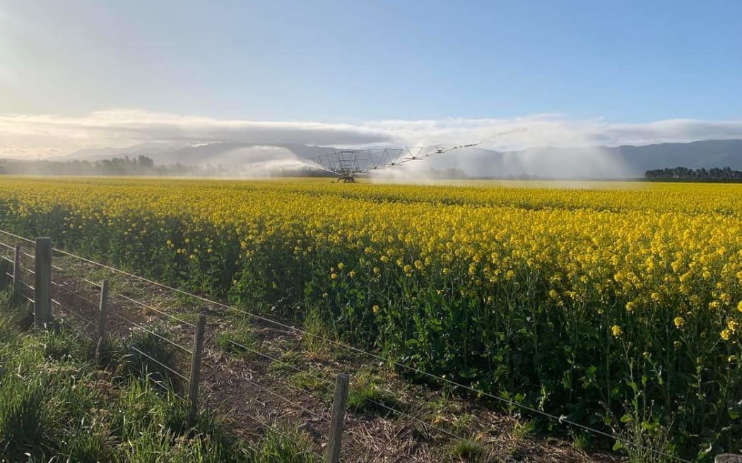 A field of canola with bright yellow heads growing tall in South Canterbury as an irrigation system waters the paddock in the background.