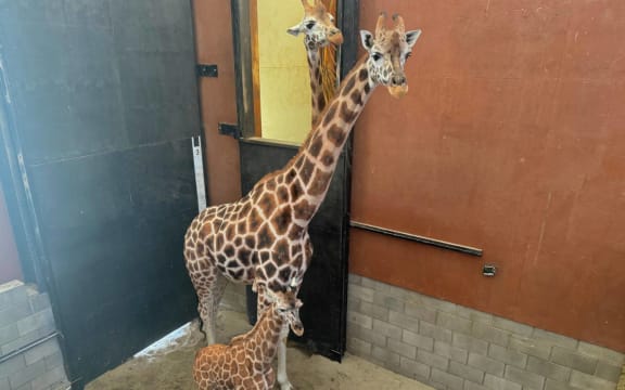 Baby Nia with mum and dad.
