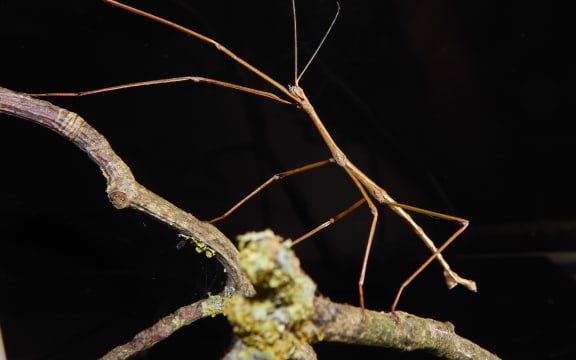 The first male unarmed stick insect ever recorded.