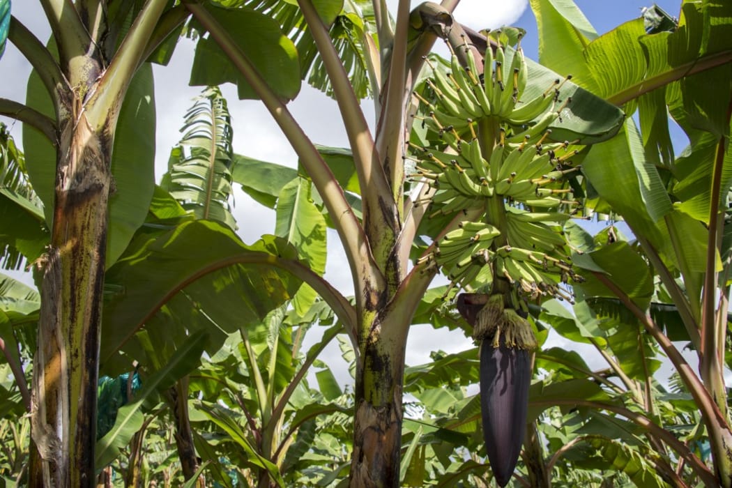 A banana perennial is pictured at the plantation of the SCA Blondinière fruit production company in Capesterre Belle-Eau, Fond Cacao, in the French overseas region of Guadeloupe