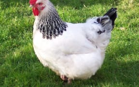 Sussex chicken