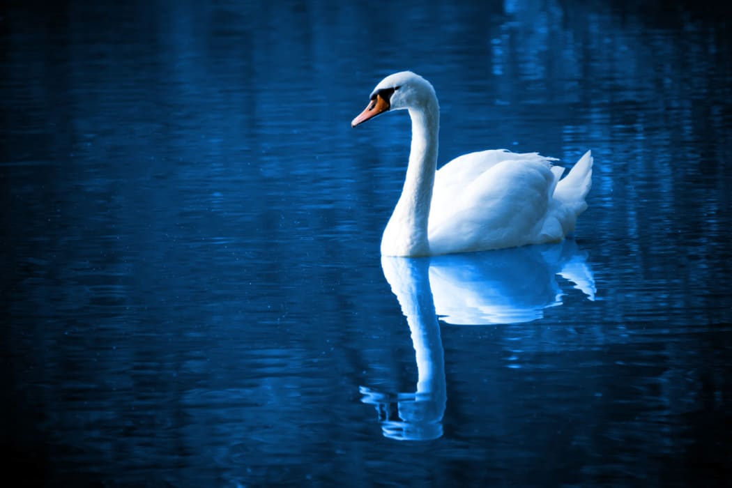 Swan on lake