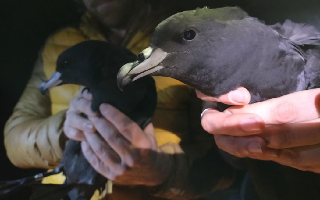 The tāiko or black petrels were discovered more than 60-kilometres from the North Island's west coast at Manaiti and Taumaranui.