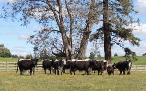 Cherrybank Riggit Galloways.