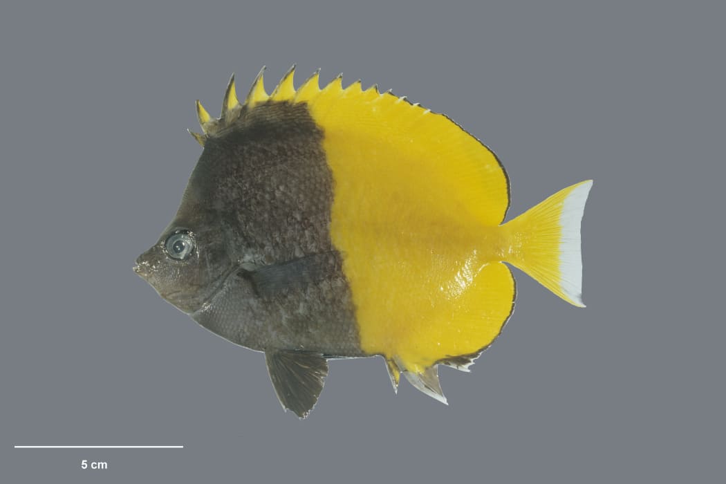 Smith’s butterflyfish (Chaetodon smithi - Randall, 1975, collected 15 May 1994, Ducie Island, Pitcairn Group, Pitcairn)