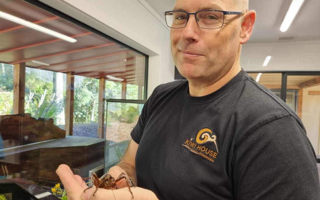 This Mahoenui giant wētā being held by Ōtorohanga Kiwi House wildlife manager Mathew Ronaldson is a grown female.