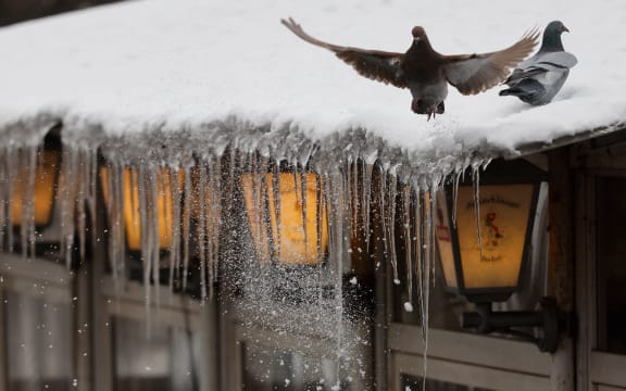 Pigeons rest on the roof of a bar where icicles have formed overlooking the Landwehr canal in Berlin's Kreuzberg district on January 9, 2026 as freezing contitions continue in the German capital. Storm Elli has arrived in northern Germany with heavy winds and snow. (Photo by David GANNON / AFP)