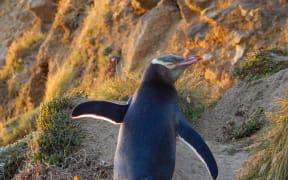 Yellow-eyed penguin (hoiho)