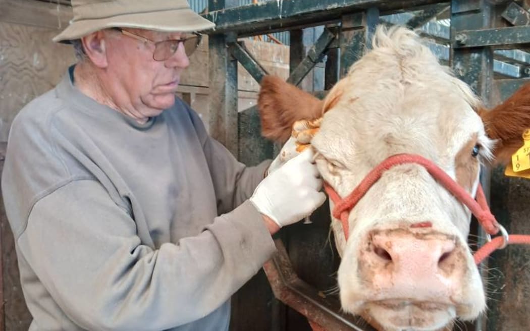 Tony, a vet by training, tends to one of Glen Anthony's cows.