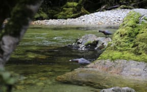 Whio in Fiordland