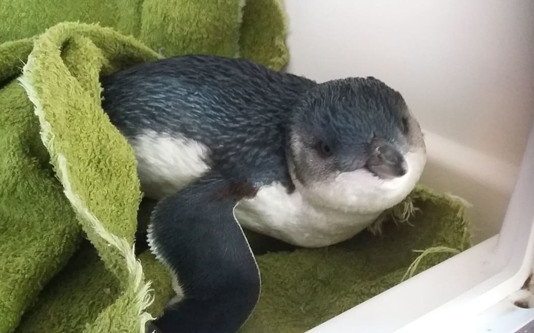 A little blue penguin