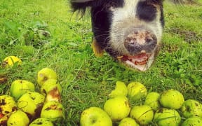 Kath Irvine's pig Nellie with autumn's apples