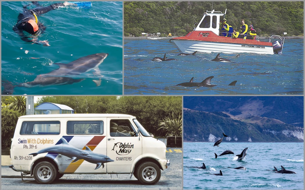 Images of the early years of Dolphin Encounter.