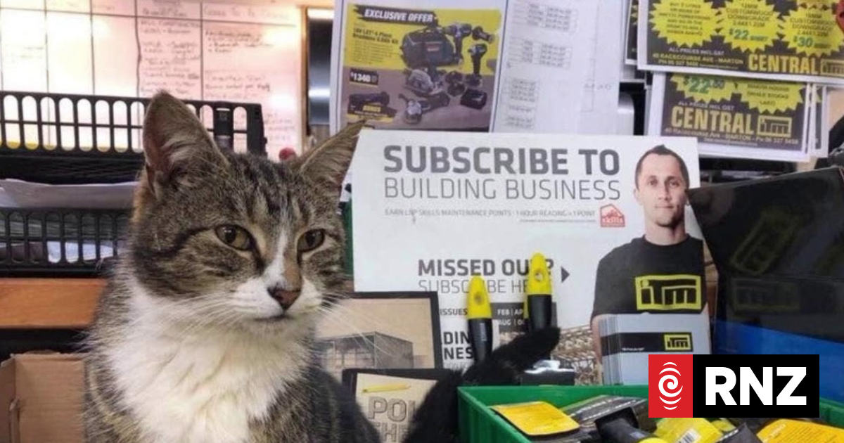 Rodney the hardware store cat missing again | RNZ