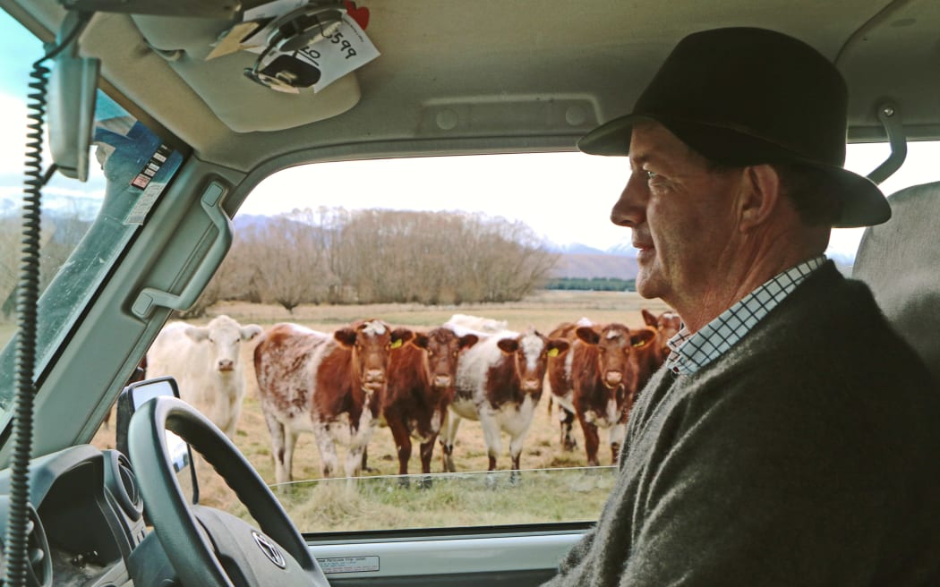 Man in hat in car with  cattle in paddock just outside side window
