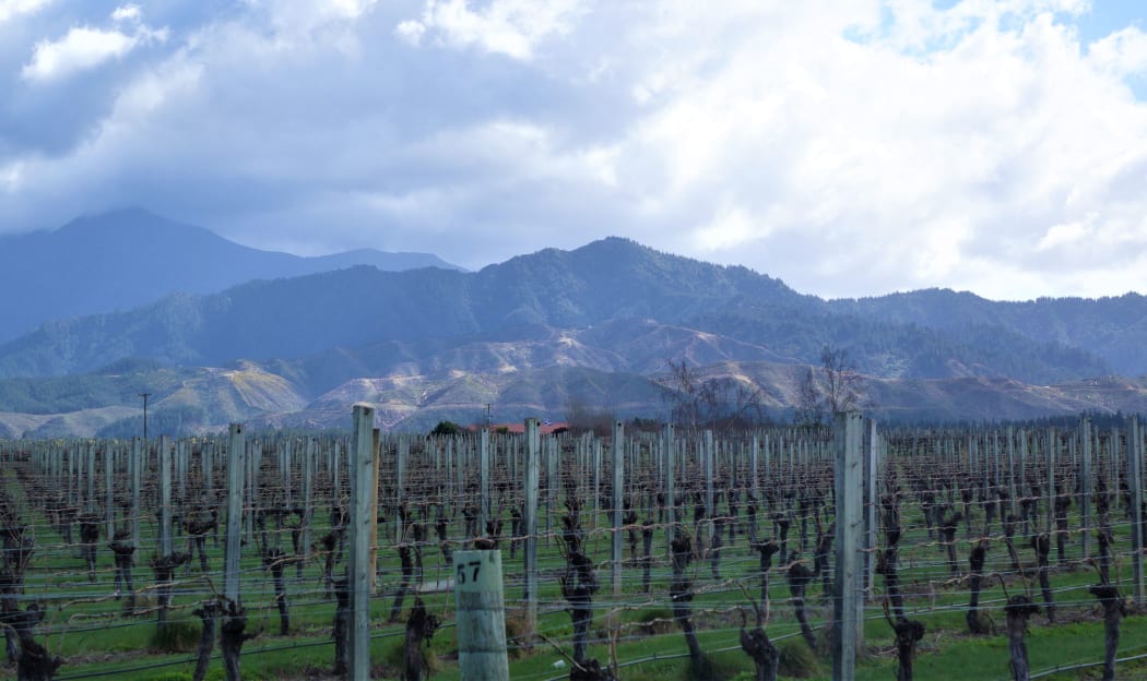 Increasing numbers of plantings in the "low vigour" old clay soils on the hillside slopes of the southern Wairau Valley are producing high-quality pinot noir and chardonnay plantings. (Photo of Wairau Vineyard