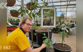 Businesses struggling to keep up with Kiwis’ demand for avocado