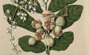 Sarah Featon (nee Porter, 1848–1927), England/Aotearoa New Zealand
Watercolours