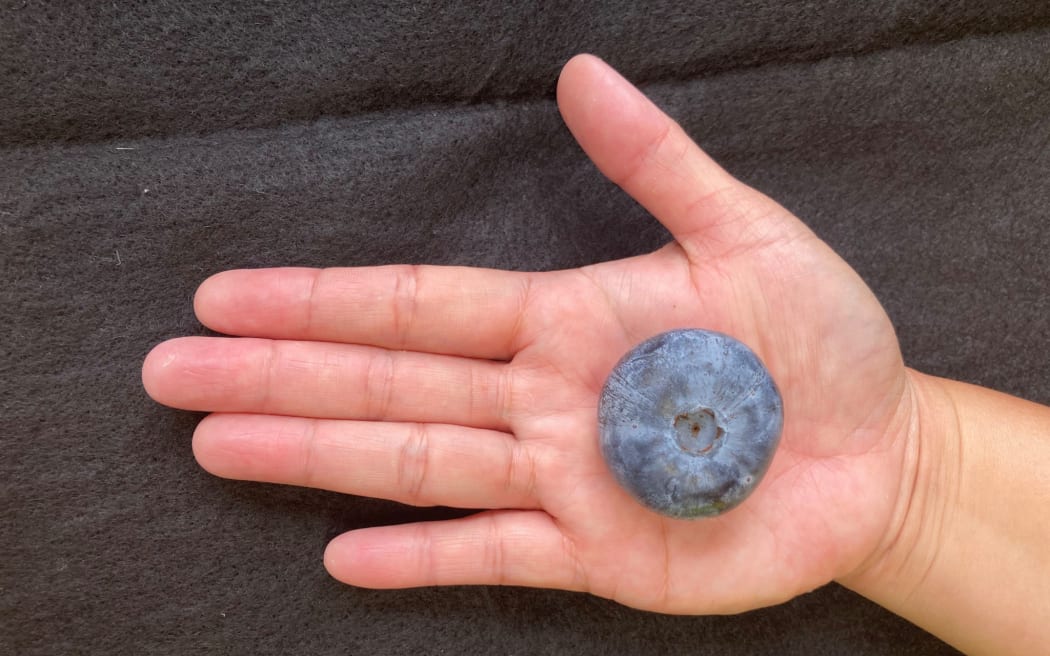 The 20.4g berry is about 10 times the size of the average blueberry.