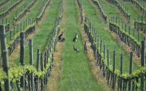 Kangaroos in vines, Australia 2016
