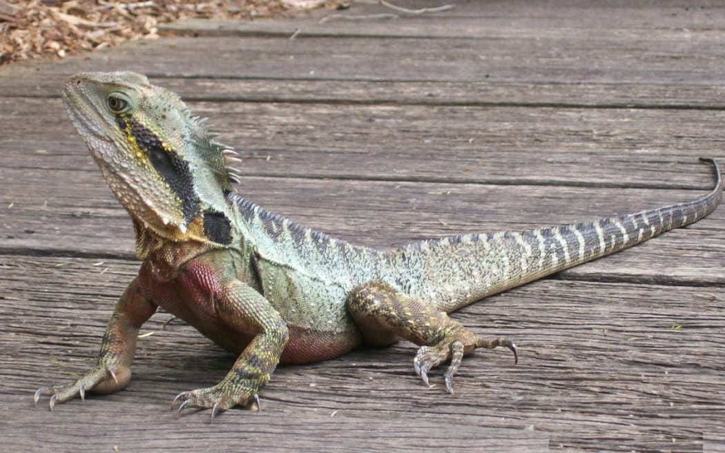 Water dragons are native to Australia.