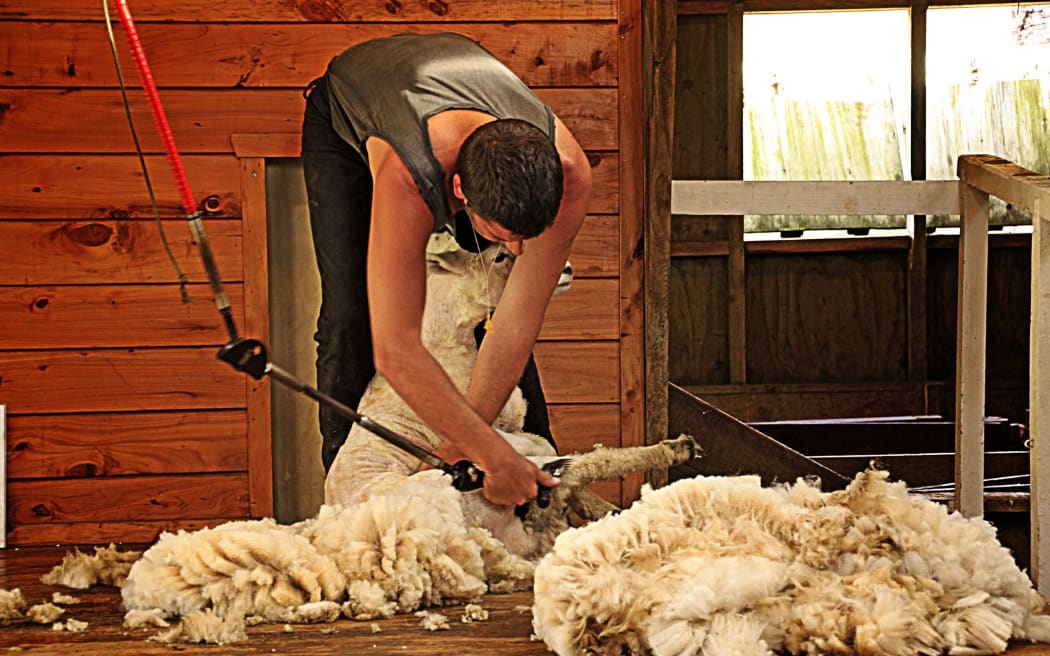 Western Australia wool industry fears shearer exodus following NZ